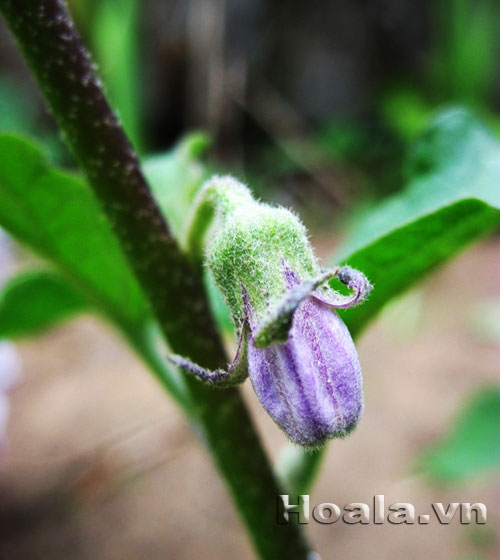 hoa_ca_21 Sắc tím hoa cà | hoala.vn