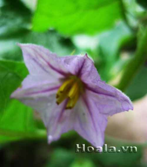 hoa_ca_31 Sắc tím hoa cà | hoala.vn