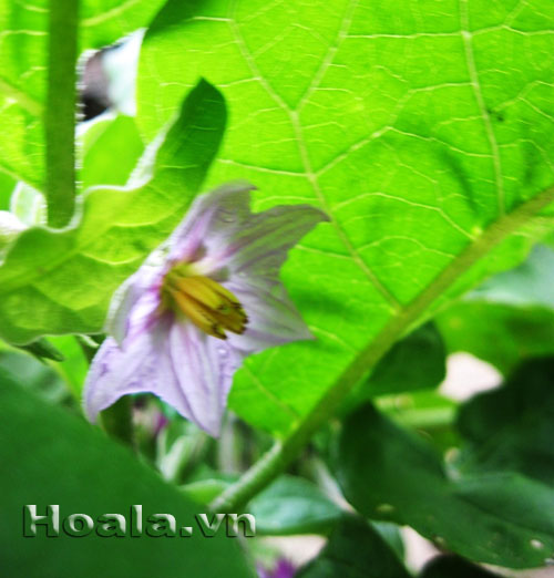 hoa_ca_41 Sắc tím hoa cà | hoala.vn
