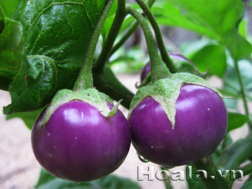 hoa_ca_9 Sắc tím hoa cà | hoala.vn