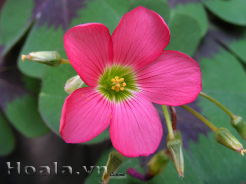hoa_chua_me_my_4 | hoala.vn