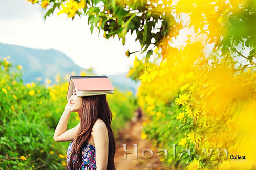 Mùa _hoa _dã_quỳ_rực_rỡ_ở _Đà Lạt | hoala.vn