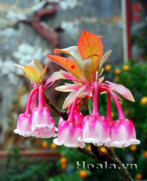 hoa_dao_chuong_7 Hoa Đào chuông long lanh như ngọc | hoala.vn