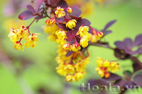 hoa_doi_8 Đóa hoa đôi | hoala.vn