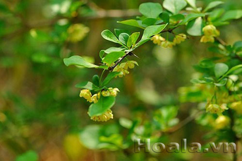 hoa_doi_9 Đóa hoa đôi | hoala.vn