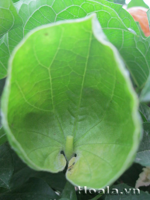 hoa_gac_3 Hoa gấc trắng mộc mạc | hoala.vn