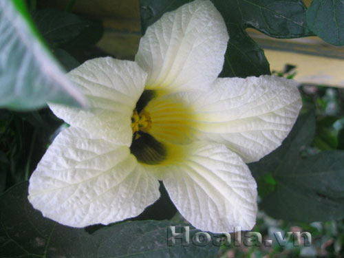 hoa_gac_4 Hoa gấc trắng mộc mạc | hoala.vn