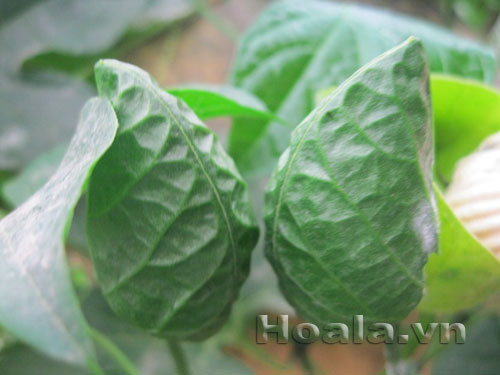 hoa_gac_5 Hoa gấc trắng mộc mạc | hoala.vn