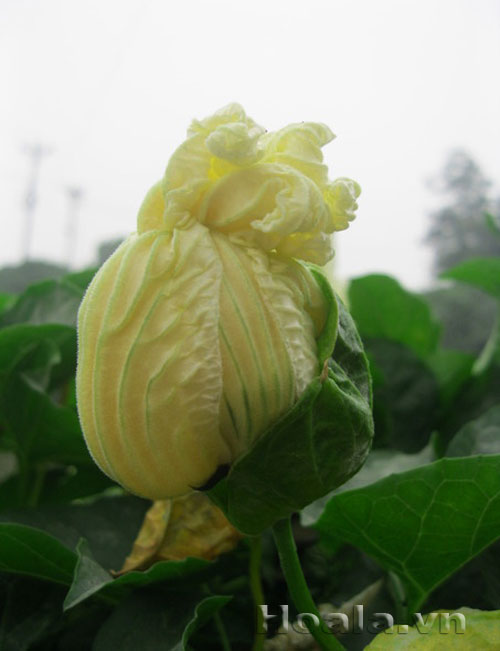 hoa_gac_6 Hoa gấc trắng mộc mạc | hoala.vn