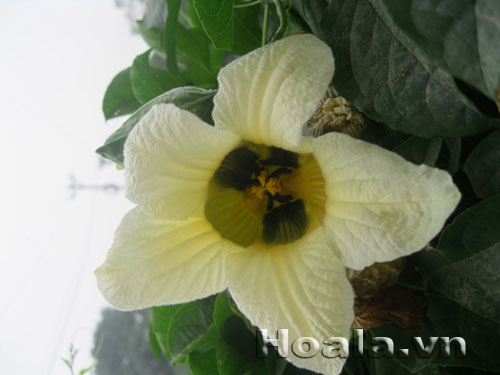 hoa_gac_7 Hoa gấc trắng mộc mạc | hoala.vn