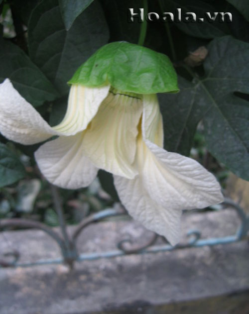 hoa_gac_8 Hoa gấc trắng mộc mạc | hoala.vn