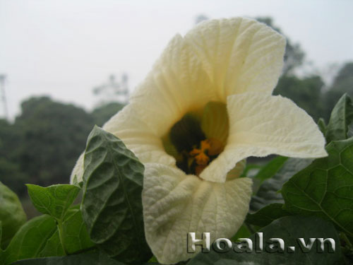 hoa_gac_9 Hoa gấc trắng mộc mạc | hoala.vn