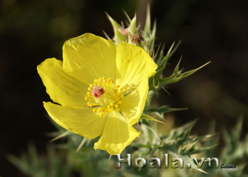 hoa_gai_cua_1 | hoala.vn