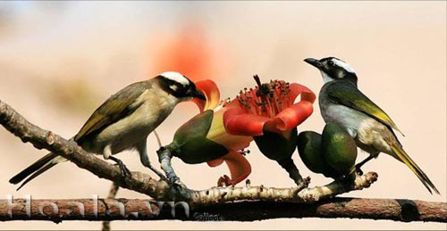 Những chú chim trên cành hoa gạo | hoala.vn