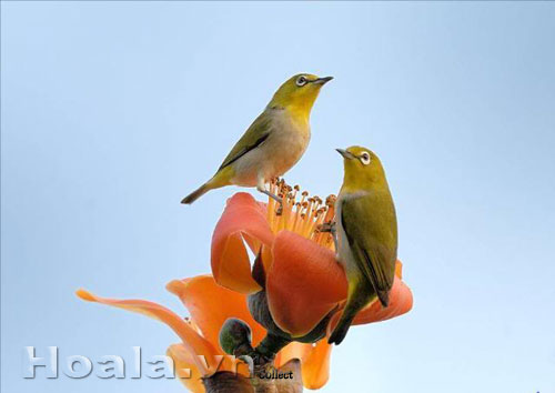 Những chú chim trên cành hoa gạo | hoala.vn