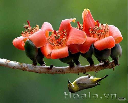 Những chú chim trên cành hoa gạo | hoala.vn