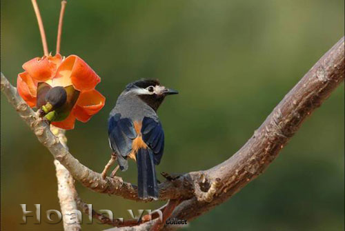Những chú chim trên cành hoa gạo | hoala.vn