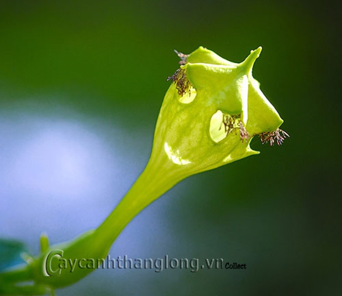 hoa_hinh_la_10 11 loài hoa có hình thù kì lạ | hoala.vn