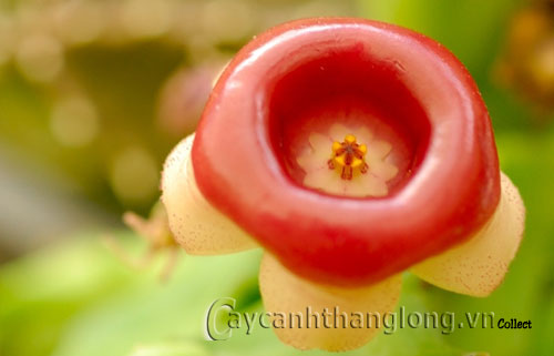 hoa_hinh_la_11 11 loài hoa có hình thù kì lạ | hoala.vn