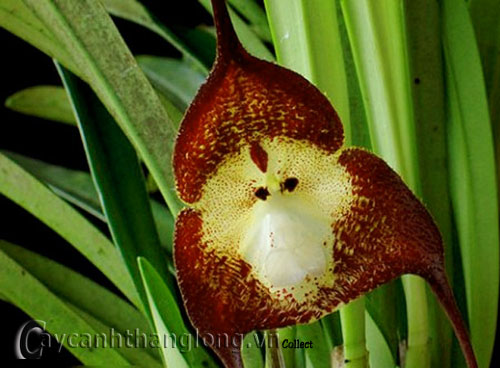 hoa_hinh_la_2 11 loài hoa có hình thù kì lạ | hoala.vn