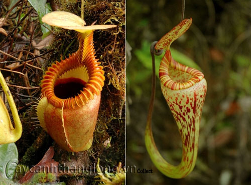 hoa_hinh_la_8 11 loài hoa có hình thù kì lạ | hoala.vn