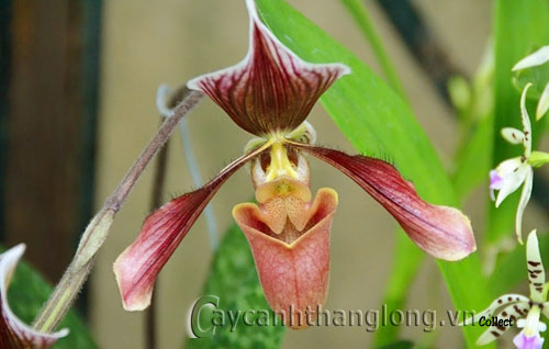 hoa_hinh_la_9 11 loài hoa có hình thù kì lạ | hoala.vn