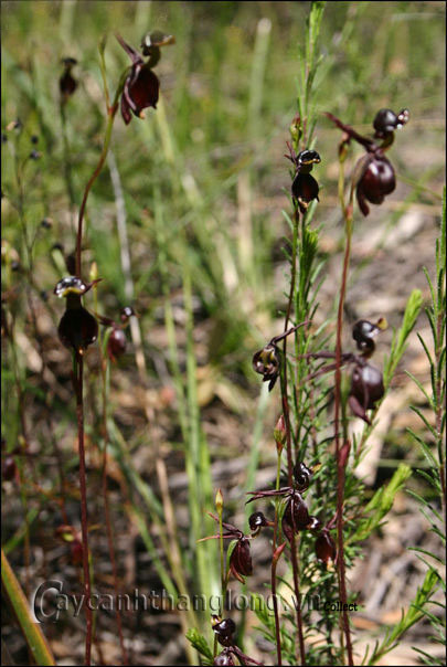 hoa_hinh_vit_6 Hoa lan lạ kỳ hình chú vịt đang bay | hoala.vn