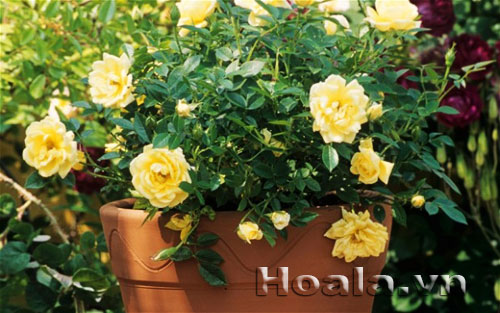 Chậu hoa hồng rực rỡ sắc màu, ngát hương thơm | hoala.vn