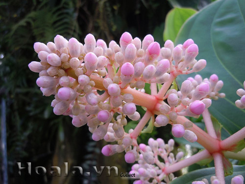 hoa_hong_ngoc_10 hoa_hong_ngoc_10 | hoala.vn