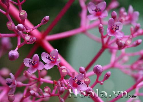 hoa_hong_ngoc_8 hoa_hong_ngoc_18 | hoala.vn