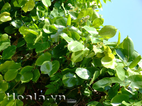 hoa_huyet_long_1 | hoala.vn