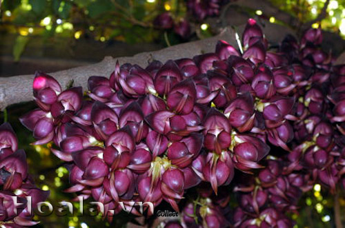 hoa_huyet_long_10 | hoala.vn
