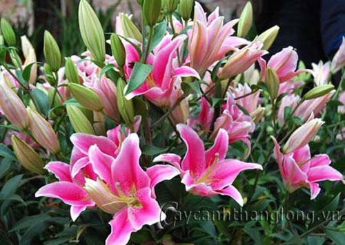 Cách trồng và chăm sóc hoa Lily trong chậu | hoala.vn