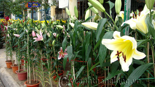 Cách trồng và chăm sóc hoa Lily trong chậu | hoala.vn