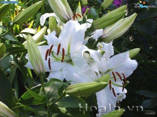 hoa_ly_3 Hoa lyly - ý nghĩa những màu hoa | hoala.vn