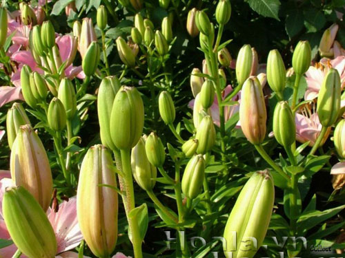hoa_ly_6 Hoa lyly - ý nghĩa những màu hoa | hoala.vn