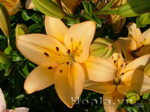 hoa_ly_8 Hoa lyly - ý nghĩa những màu hoa | hoala.vn