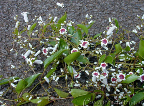 hoa_mo_10 Hoa mơ - chiếc loa nhỏ xinh | hoala.vn