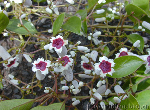 hoa_mo_11 Hoa mơ - chiếc loa nhỏ xinh | hoala.vn