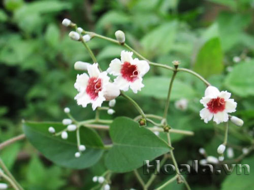 hoa_mo_8 Hoa mơ - chiếc loa nhỏ xinh | hoala.vn