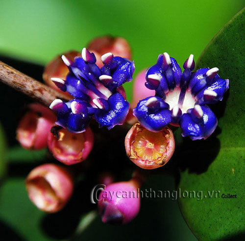 hoa_mua-13 Hoa Mua và những sắc màu lạ | hoala.vn