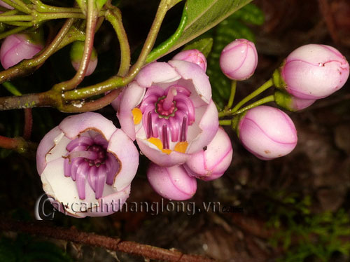 hoa_mua-14 Hoa Mua và những sắc màu lạ | hoala.vn