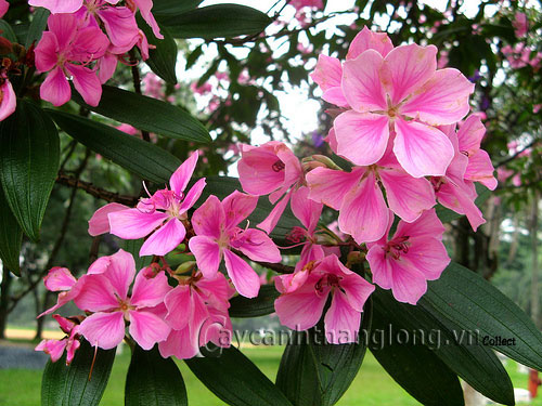 hoa_mua-15 Hoa Mua và những sắc màu lạ | hoala.vn