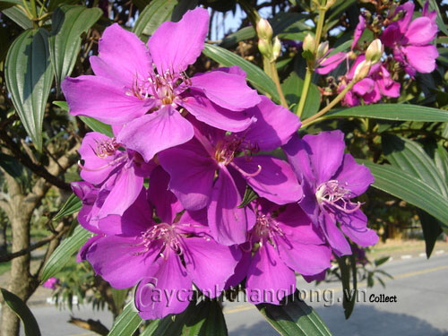 hoa_mua-16 Hoa Mua và những sắc màu lạ | hoala.vn