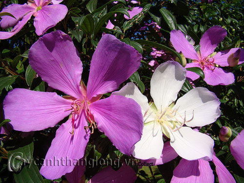 hoa_mua-2 Hoa Mua và những sắc màu lạ | hoala.vn