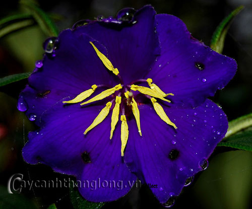 hoa_mua-3 Hoa Mua và những sắc màu lạ | hoala.vn