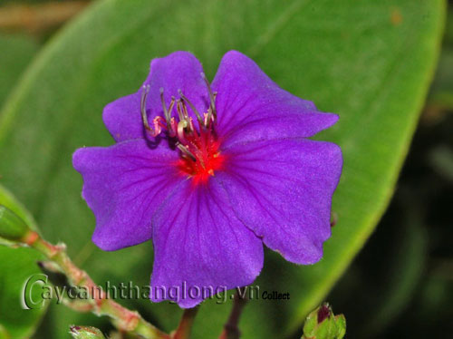 hoa_mua-4 Hoa Mua và những sắc màu lạ | hoala.vn