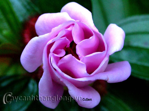 hoa_mua-5 Hoa Mua và những sắc màu lạ | hoala.vn