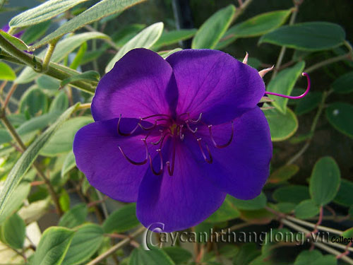 hoa_mua-8 Hoa Mua và những sắc màu lạ | hoala.vn