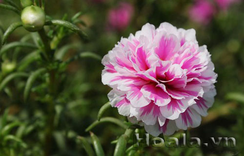 hoa_muoi_gio-1 Hoa mười giờ và truyền thuyết tình yêu thủy chung | hpala.vn